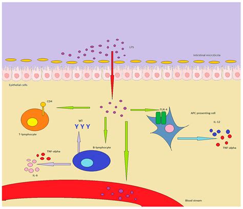 lpsgm|Interaction between Lipopolysaccharide and Gut Microbiota in .